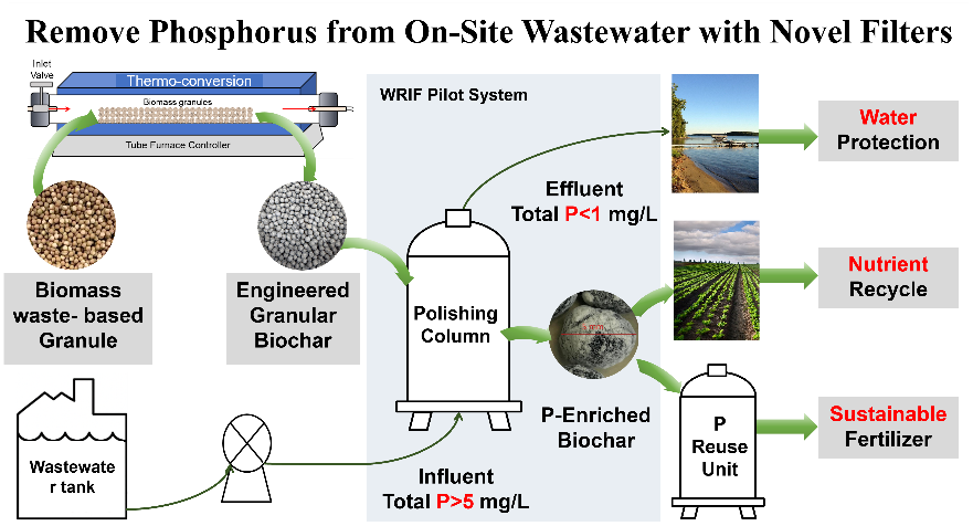 This diagram illustrates a process for removing phosphorus from wastewater using bio-based filters. On the left, biomass waste-based granules undergo thermo-conversion in a tube furnace to become engineered granular biochar. This biochar is then loaded into a Polishing Column within the WRIF Pilot System. Wastewater from a tank with an influent phosphorus concentration of $P > 5$ mg/L is pumped through the column, resulting in treated effluent with $P < 1$ mg/L, which supports Water Protection. The phosphorus-saturated biochar is subsequently recovered as P-Enriched Biochar for Nutrient Recycling in agriculture and processed in a P Reuse Unit to create Sustainable Fertilizer.