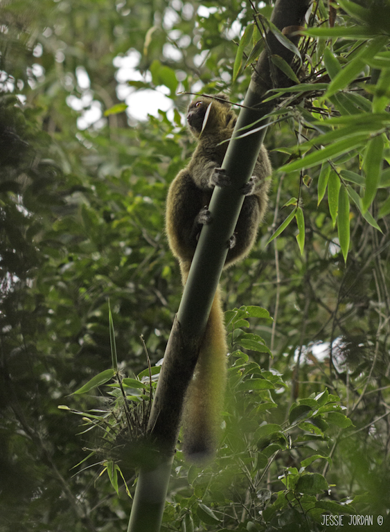 Bamboo Lemur