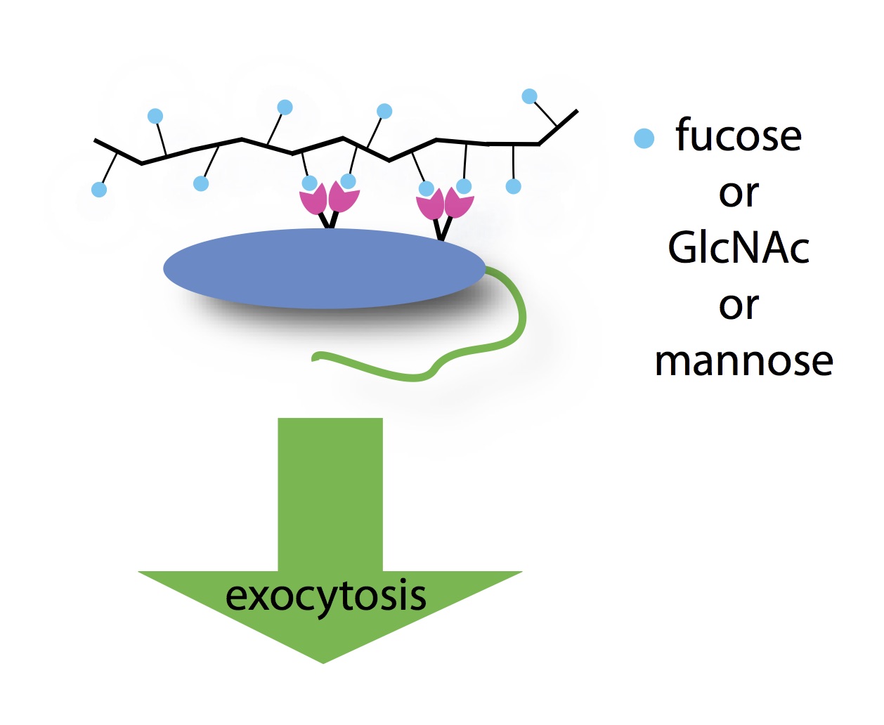 fucose mannose GlCNAc