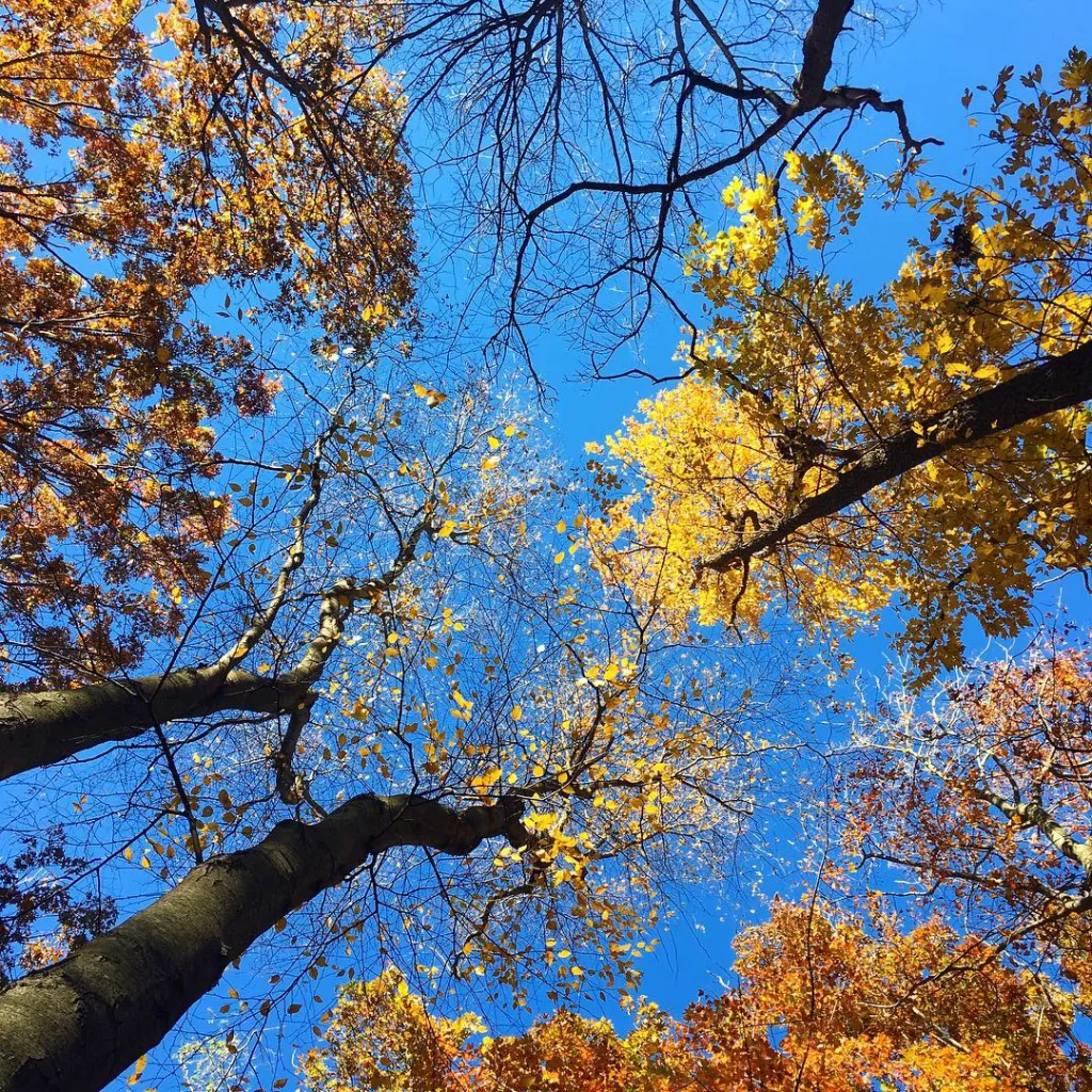 Ashley Schiff Preserve