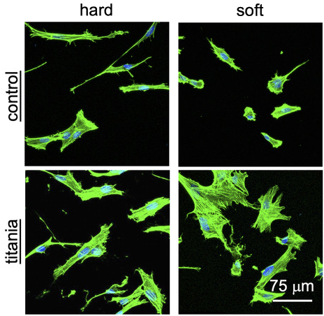 The Role of Titania Surface Coating by Atomic Layer Deposition in Improving Osteogenic Differentiation and Hard Tissue Formation of Dental Pulp Stem Cells