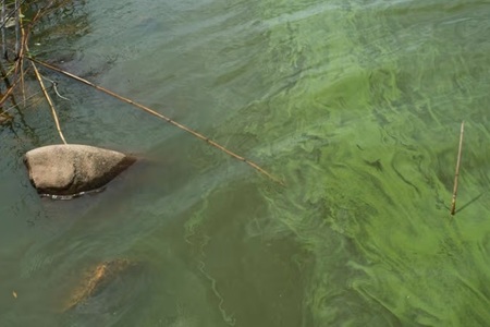 Algae in Agawam Lake in Southampton, New York