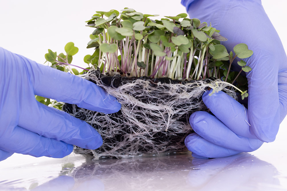 SWFTLabs Cellulose Nanomaterial