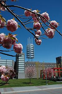 cherry blossoms